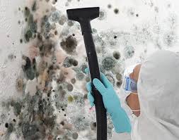 Best Black Mold Removal  in La Vale, MD